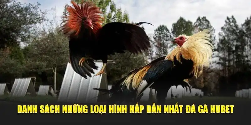 Đa dạng loại hình cược ở sảnh đá gà Hubet